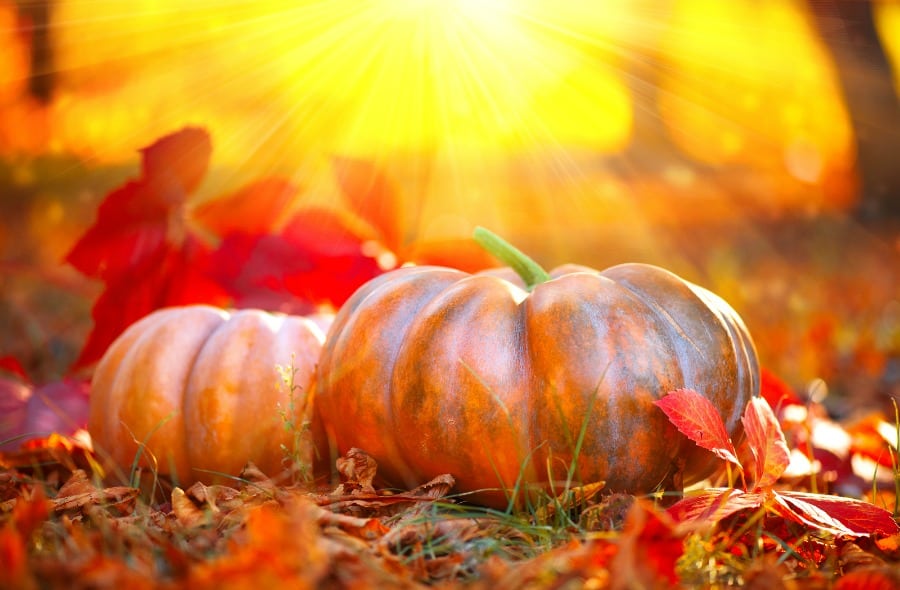 fall-festivals-harbor-clu_20161018-125603_1.jpg