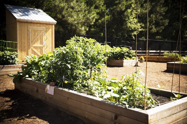 VictoryGarden.JPG