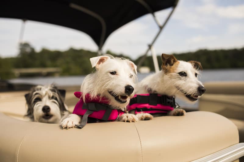 dogs-harbor-club.JPG