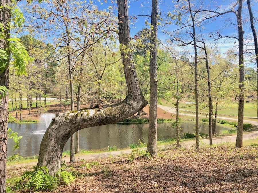 bent-tree.jpeg