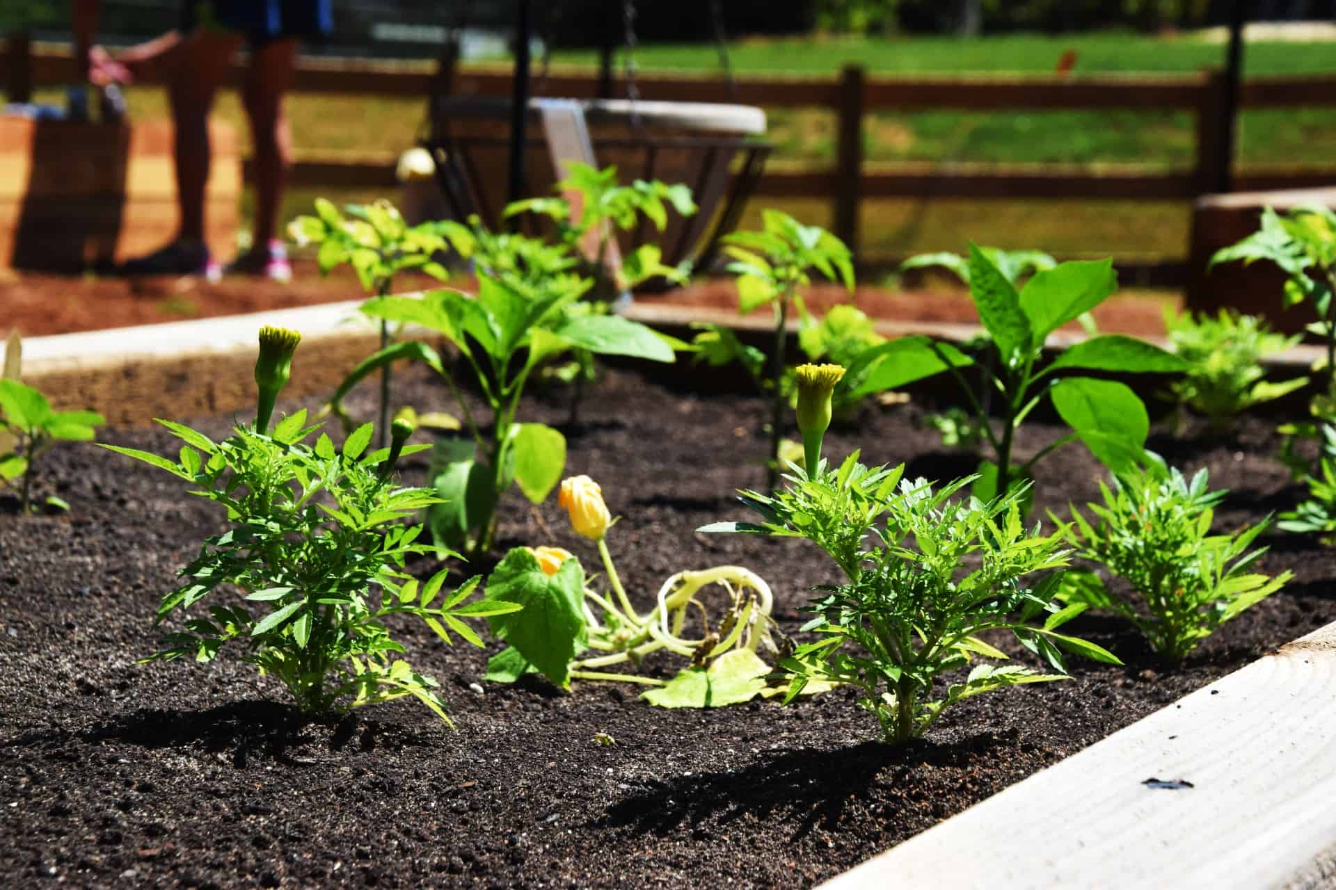 Gardening: Like Going to the Gym but Better