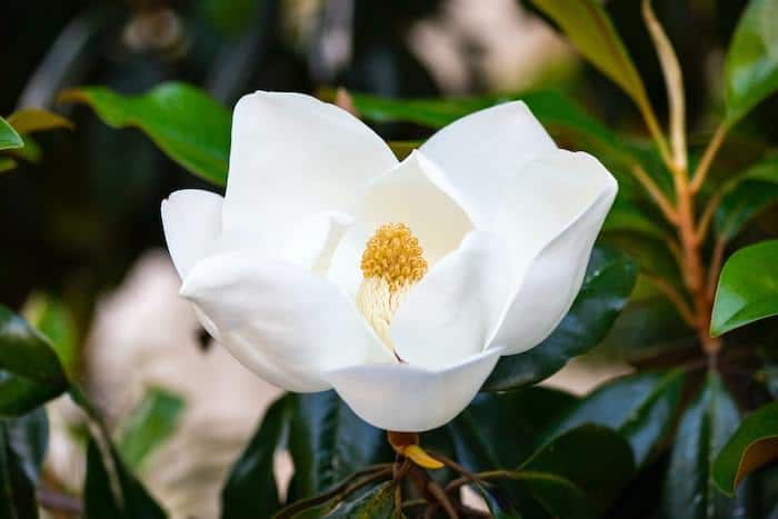 southern-living-plant.jpeg