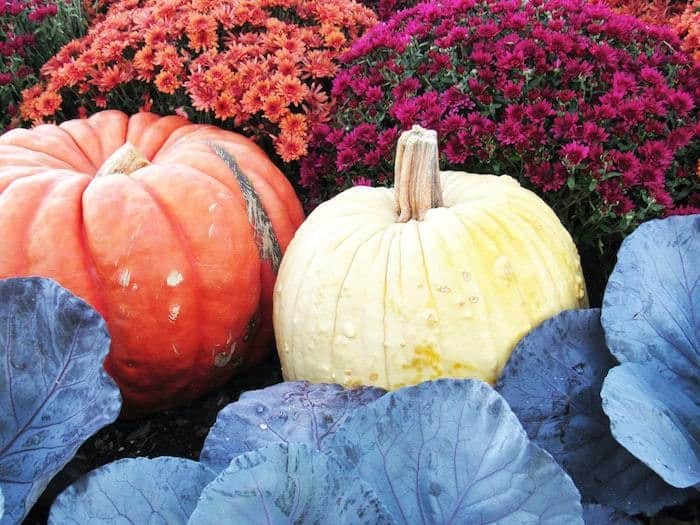 pumpkins and flowers
