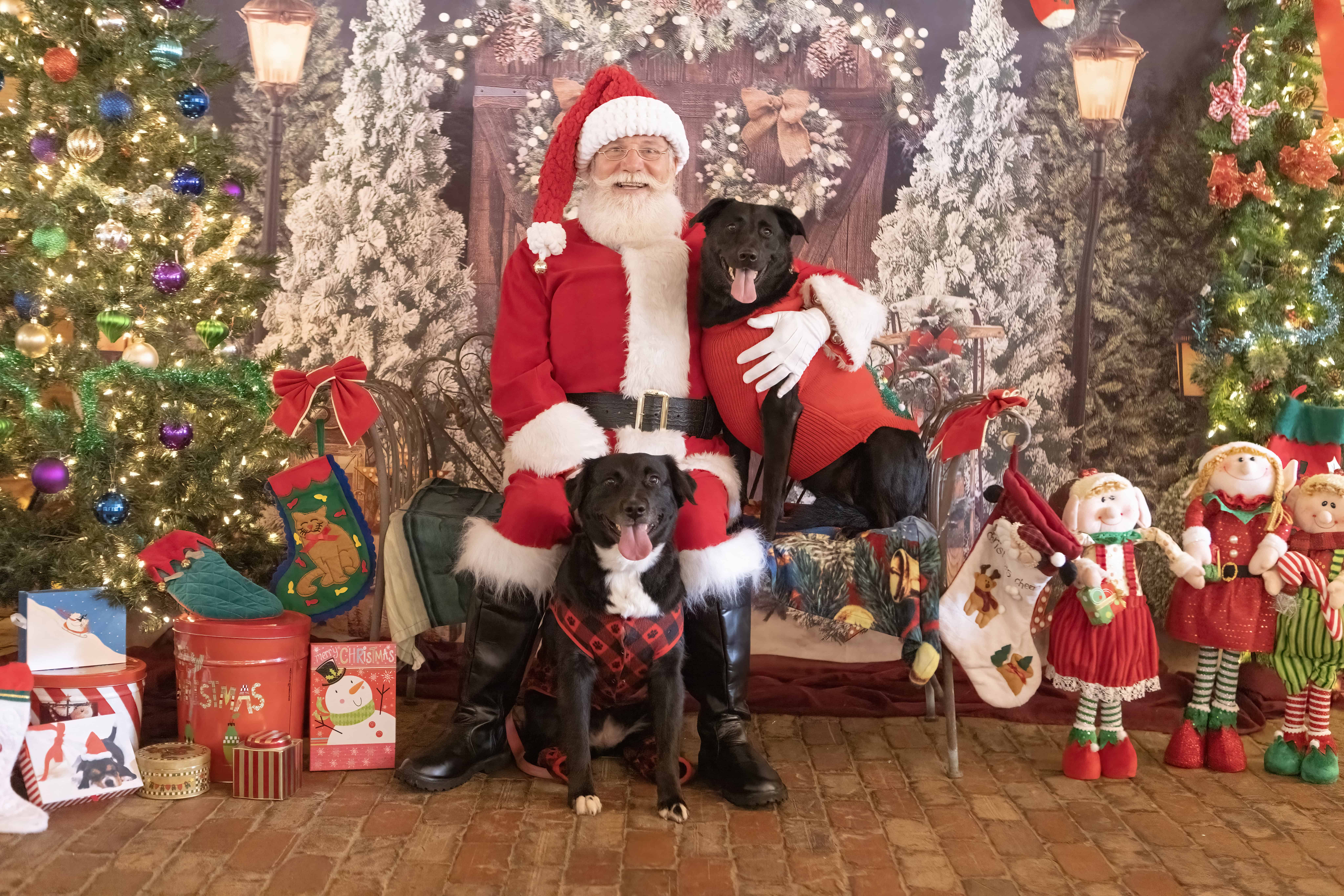 A Heartwarming Success: “Pets with Santa” Event Benefits Oconee Regional Humane Society