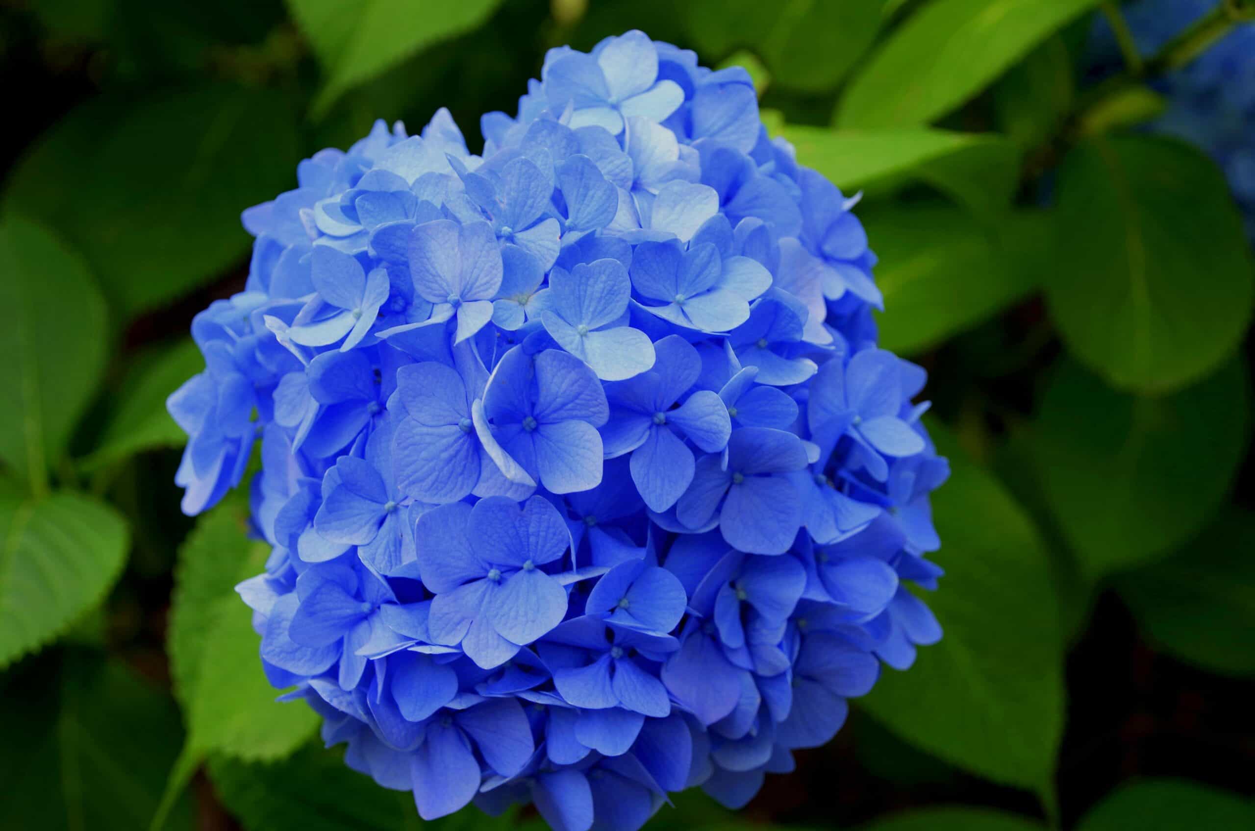 July Gardening in Georgia: What’s Blooming & What to Plant for Fall